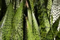 Caribbean agave at garden