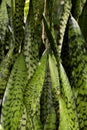 Caribbean agave at garden