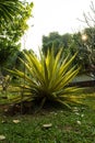 Caribbean Agave plant, decoration tree in the garden at the local resort in the countryside of Thailand, at Phu Ruea Loei.