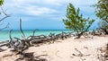 Caribbean beach of Cayo Jutias, Cuba. Wild nature with a tree on the beach. Royalty Free Stock Photo