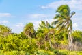 Caribbean Beach Fir Palm Trees In Jungle Forest Nature Mexico