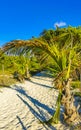 Caribbean Beach Fir Palm Trees In Jungle Forest Nature Mexico