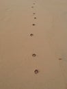 Caribbean Beach Footprints in the Sand