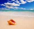 Caribbean beach and large mussel .