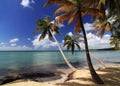 Caribbean beach with a lot of palms Royalty Free Stock Photo