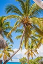 Caribbean beach with a lot of palms and white sand, Dominican Re Royalty Free Stock Photo