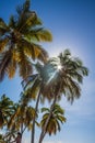 Caribbean beach with a lot of palms and white sand, Dominican Re Royalty Free Stock Photo