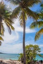 Caribbean beach with a lot of palms and white sand, Dominican Republic. Sunny warm day at the sea under palm trees. Sun loungers Royalty Free Stock Photo