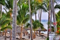 Caribbean beach with a lot of palms and white sand Royalty Free Stock Photo