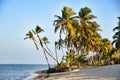 Caribbean beach with a lot of palms and white sand Royalty Free Stock Photo