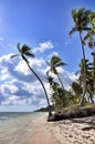 Caribbean beach with a lot of palms and white sand Royalty Free Stock Photo
