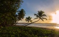 The Caribbean beach , Martinique island. Royalty Free Stock Photo