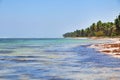 Caribbean beach with palms and white sand Royalty Free Stock Photo