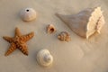Caribbean beach sand with sea shells and starfish Royalty Free Stock Photo