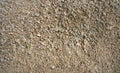 Caribbean beach sand shells detail