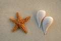 Caribbean beach sand with starfish and sea shells Royalty Free Stock Photo