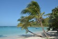 Caribbean beach with sloping Palms and blue Fishing Boat Royalty Free Stock Photo