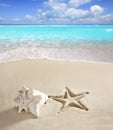 Caribbean beach starfish print shell white sand Royalty Free Stock Photo