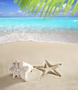 Caribbean beach starfish print shell white sand Royalty Free Stock Photo