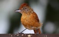 Caribbean Bird - Tobago 01