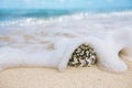 Caribbean black shells on beach Royalty Free Stock Photo