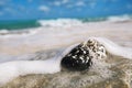 Caribbean black shells on beach Royalty Free Stock Photo