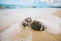 Caribbean black shells on beach