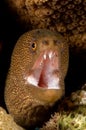 Caribbean brown moray