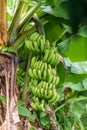 Banana tree fruits in the rain forest outside Roseau, Dominica Royalty Free Stock Photo