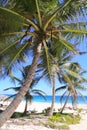 Caribbean coconut palm trees tuquoise sea Royalty Free Stock Photo