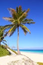 Caribbean coconut palm trees in tuquoise sea Royalty Free Stock Photo