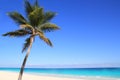 Caribbean coconut palm trees in tuquoise sea Royalty Free Stock Photo