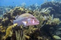 Caribbean coral garden, dog snapper