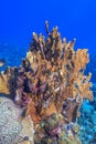 Caribbean coral garden