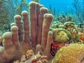 Caribbean coral garden, pillar coral