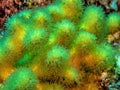 Caribbean coral garden,coral polyps Royalty Free Stock Photo