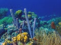 Caribbean coral garden Royalty Free Stock Photo