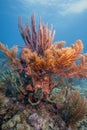 Caribbean coral garden Royalty Free Stock Photo
