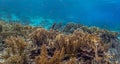 Caribbean coral garden