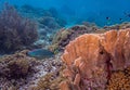 Caribbean coral garden