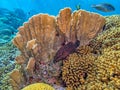 Caribbean coral garden