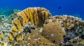 Caribbean coral garden