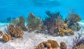 Caribbean coral garden Royalty Free Stock Photo