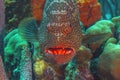 Caribbean coral garden,tiger grouper Royalty Free Stock Photo