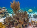 Caribbean coral garden, tube sponge Royalty Free Stock Photo