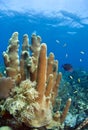 Caribbean coral reef