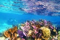 Caribbean coral reef Mayan riviera colorful