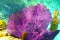 Caribbean coral reef Mayan riviera colorful