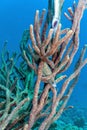 Caribbean coral reef soapfish