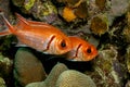 Caribbean coral reef soldierfish